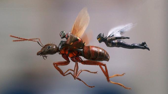 Parhaat muurahaismies ja ampiaisen taustakuvat 9